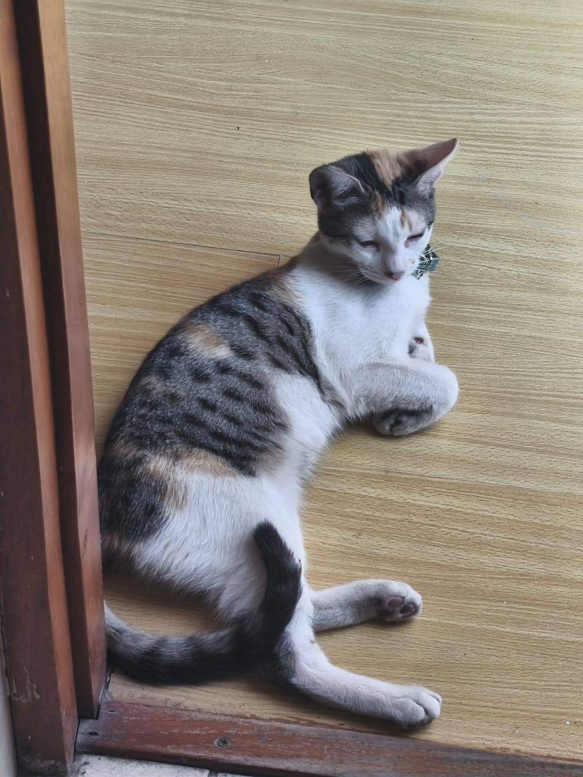 Descripción de la imagen 3